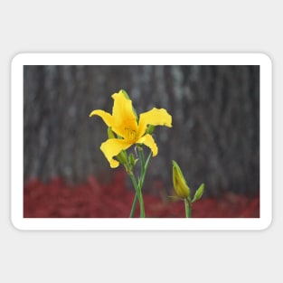 Yellow Stargazer Lily Sticker